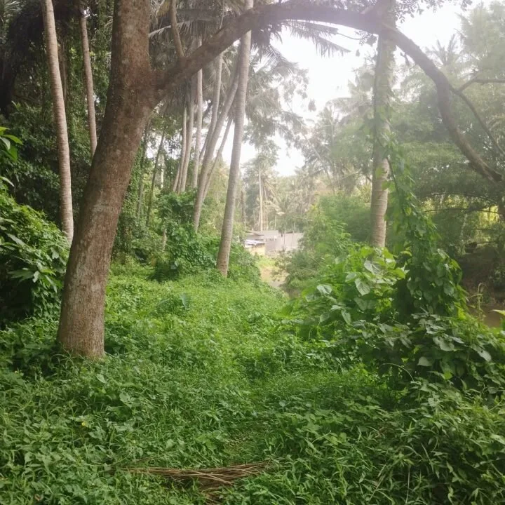 Land in Tegalalang for Lease