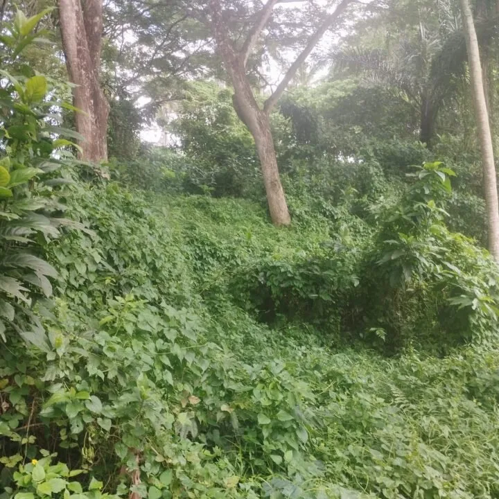 Land in Tegalalang for Lease — photo 3