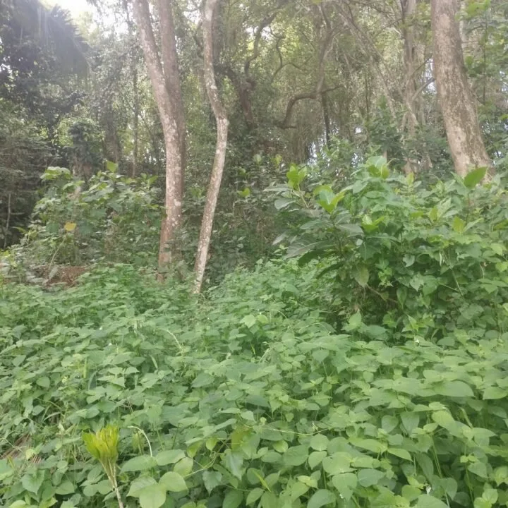 Land in Tegalalang for Lease — photo 2