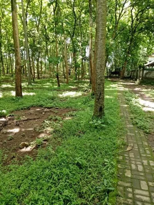 Spacious 2-Hectare Land for Sale in Kaba-Kaba