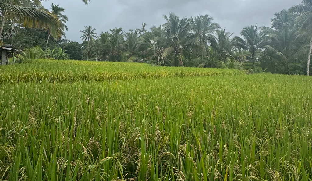 Leasehold Land in Ubud — photo 2