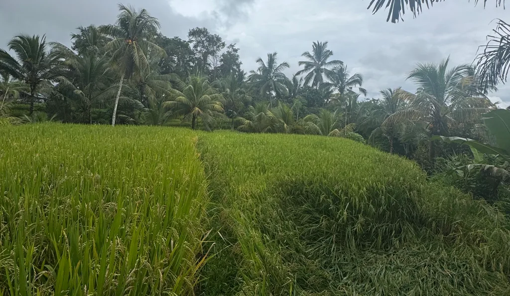 Leasehold Land in Ubud — photo 3