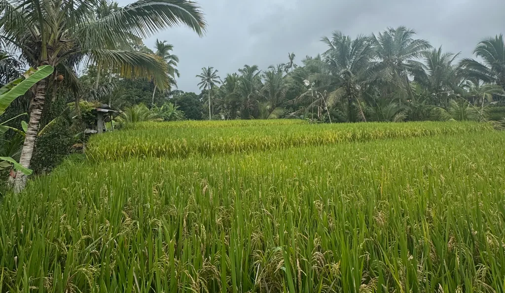 Leasehold Land in Ubud