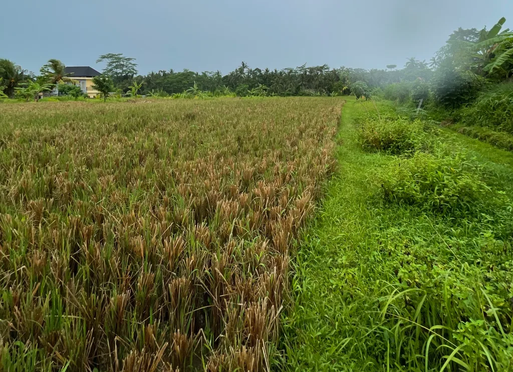 Beautiful Rice-fields View Land in Pejeng - 44,6 are — photo 2