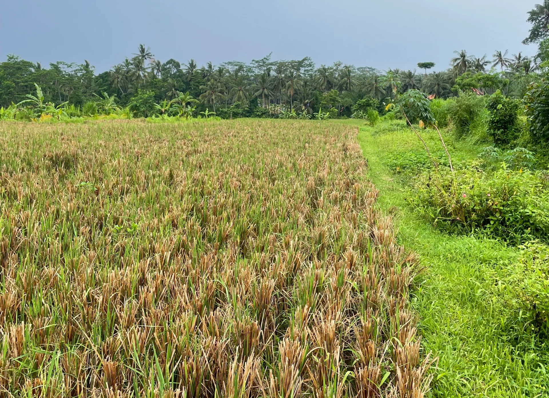 Beautiful Rice-fields View Land in Pejeng - 44,6 are