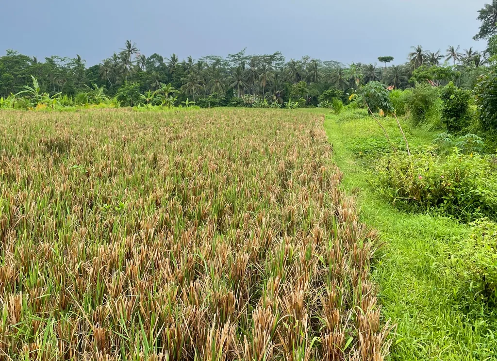 Beautiful Rice-fields View Land in Pejeng - 44,6 are