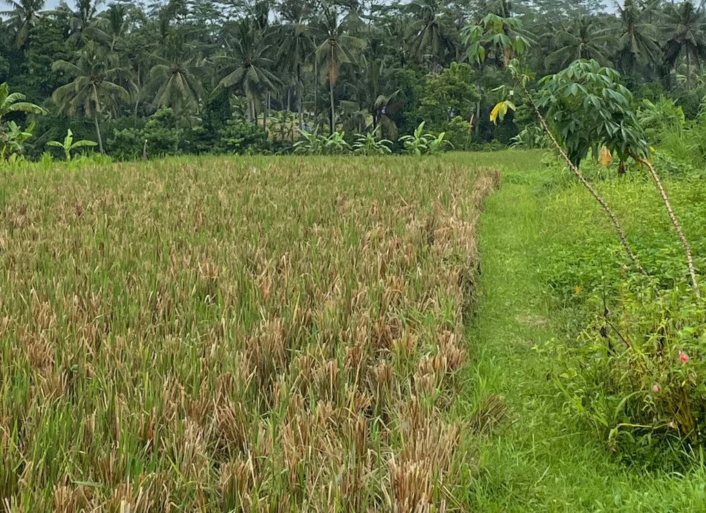 Beautiful Rice-fields View Land in Pejeng - 44,6 are — photo 4