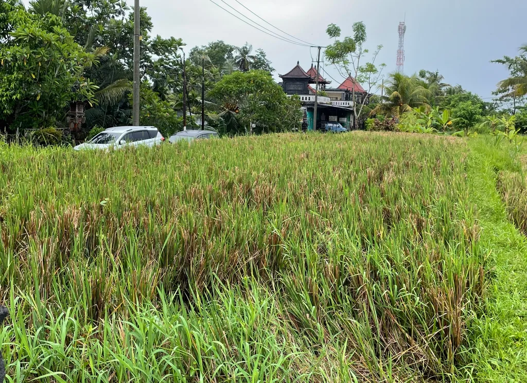 Beautiful Rice-fields View Land in Pejeng - 44,6 are — photo 3
