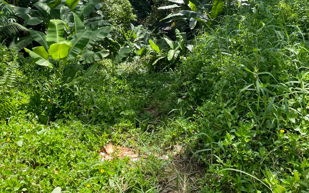 6 Are Freehold Riverside Land in Payangan, Ubud for Sale — photo 4