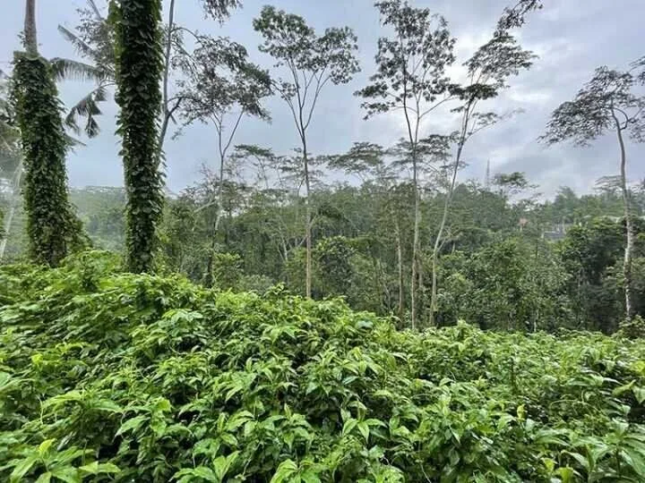Premium 39 Are Land For Sale Freehold