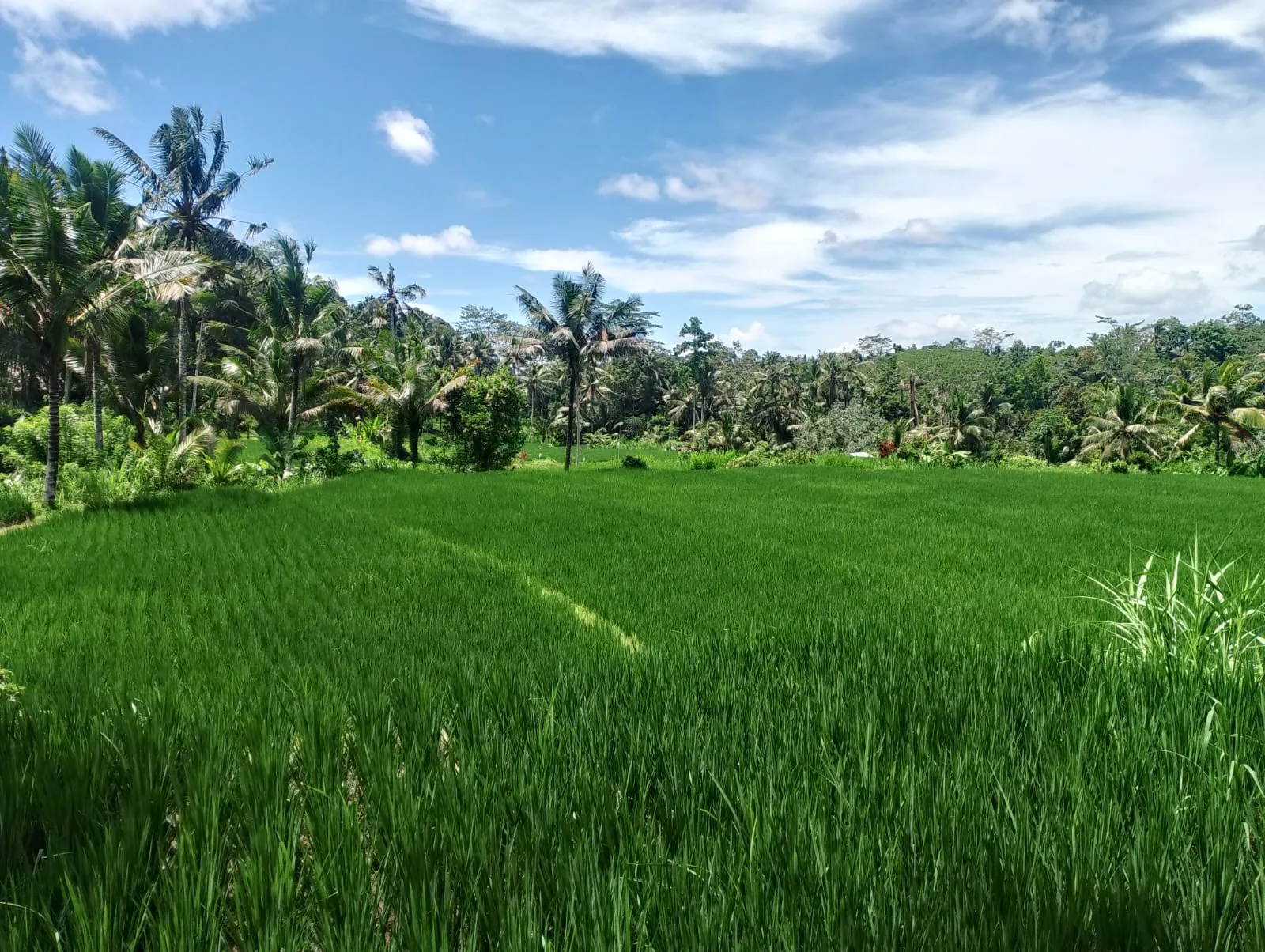 Prime Rice-fields View Land in Keliki For Lease