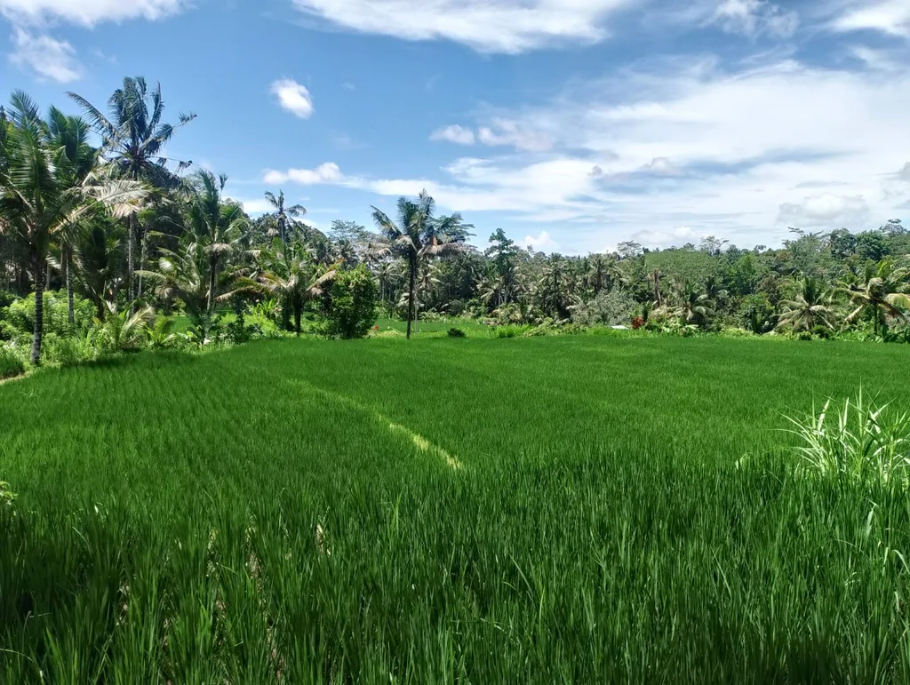 Prime Rice-fields View Land in Keliki For Lease