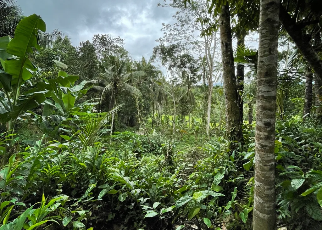 Prime Rice-fields View Land in Keliki For Lease — photo 5