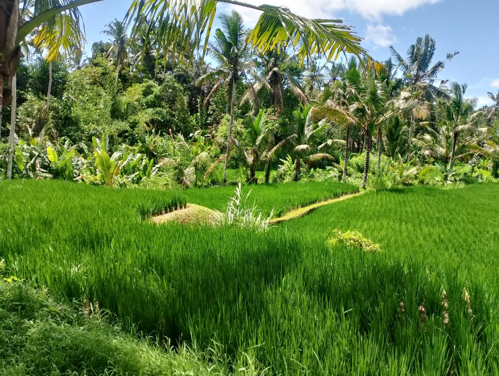 Prime Rice-fields View Land in Keliki For Lease — photo 2