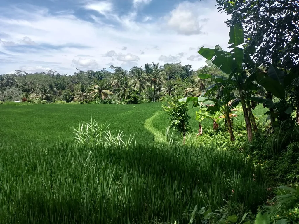 Prime Rice-fields View Land in Keliki For Lease — photo 4
