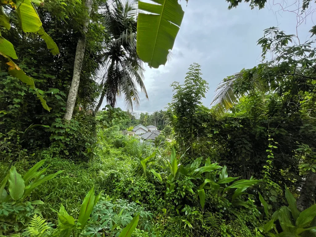 Freehold land in Ubud for Sale — photo 5