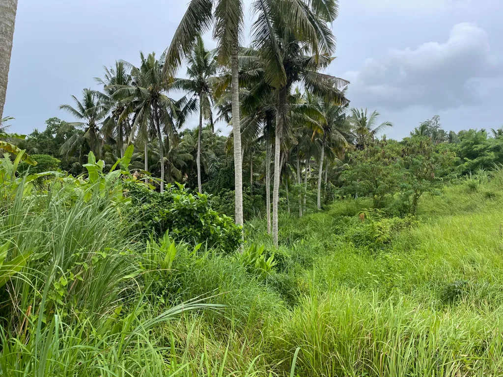 Freehold land in Ubud for Sale — photo 4