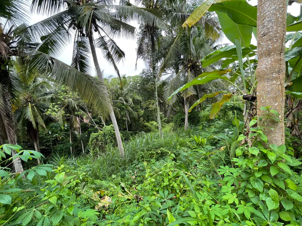 Freehold land in Ubud for Sale — photo 3