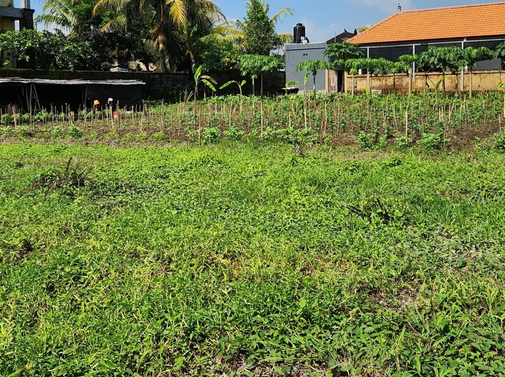 Yellow Zone Land in Batuan, Ubud for Sale — photo 3