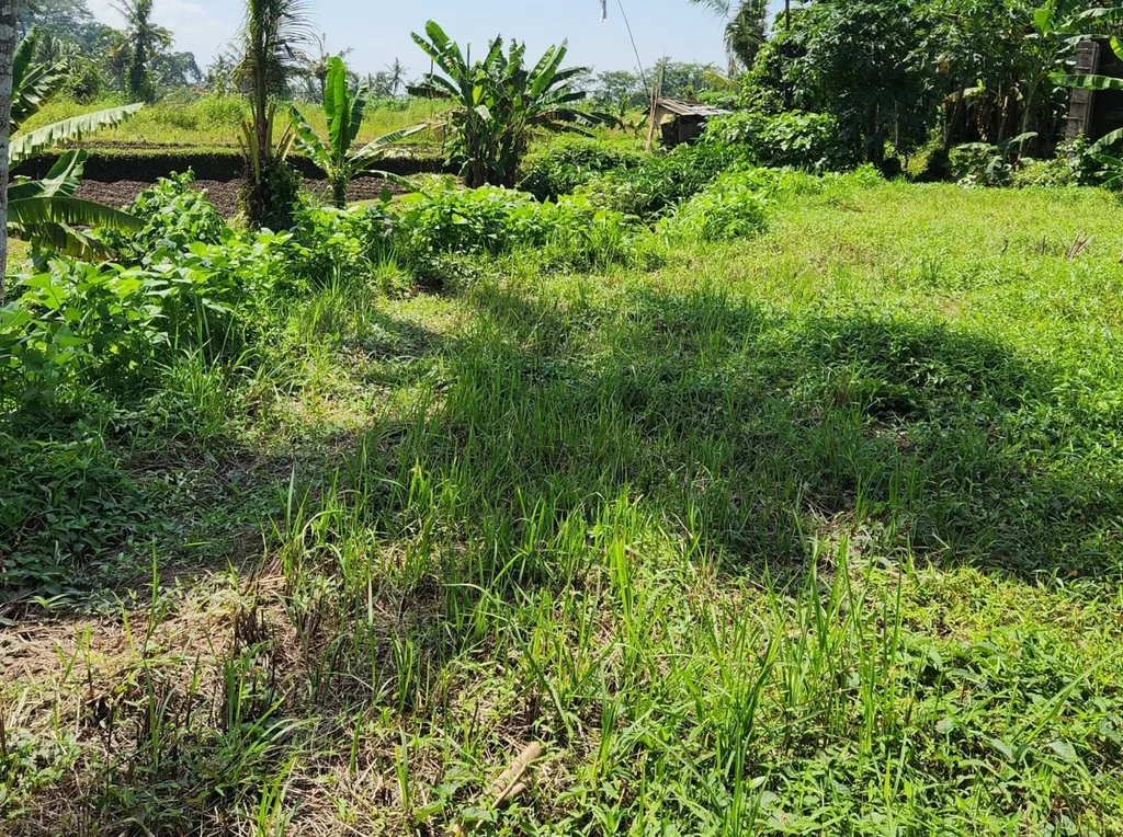 Yellow Zone Land in Batuan, Ubud for Sale — photo 2