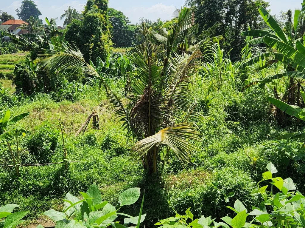 Yellow Zone Land in Batuan, Ubud for Sale — photo 4