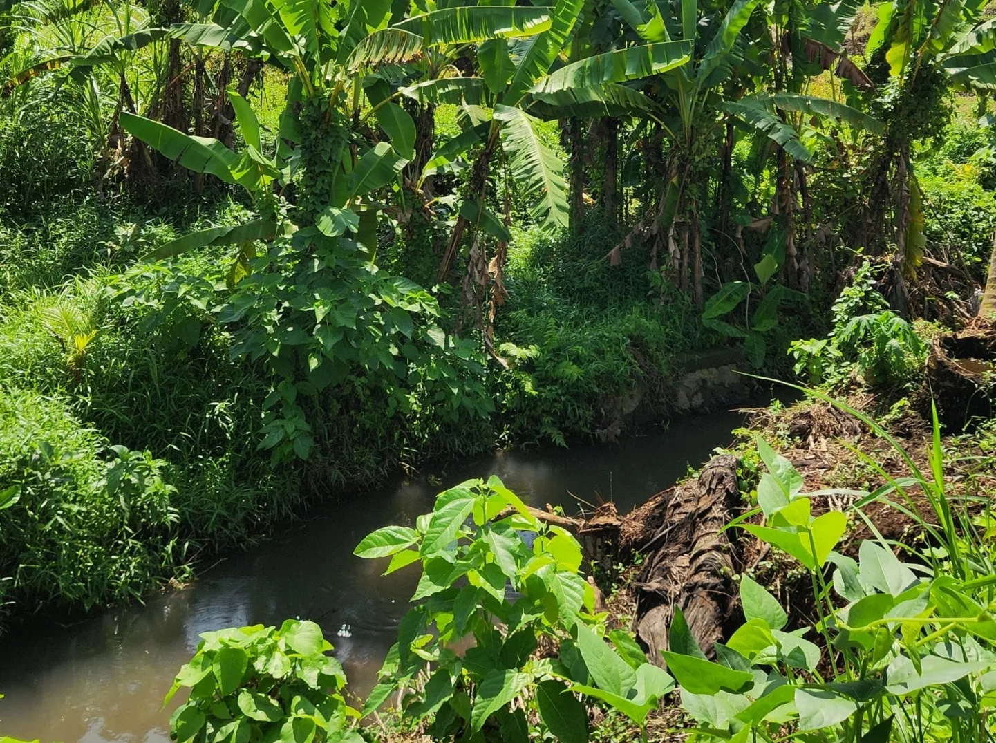 Yellow Zone Land in Batuan, Ubud for Sale