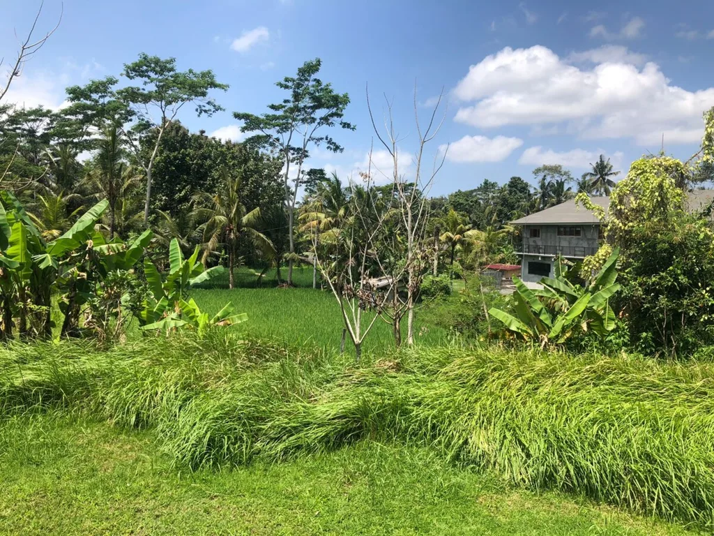 Land in Petulu Ubud for Sale — photo 3
