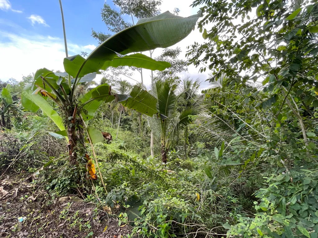 3,300 sqm Jungle View Land in Selemadeg, Tabanan for Sale — photo 3