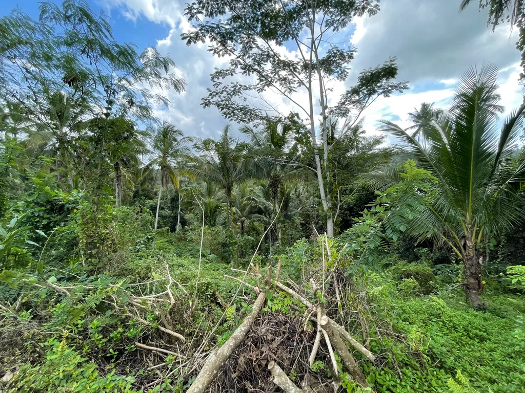 3,300 sqm Jungle View Land in Selemadeg, Tabanan for Sale — photo 4