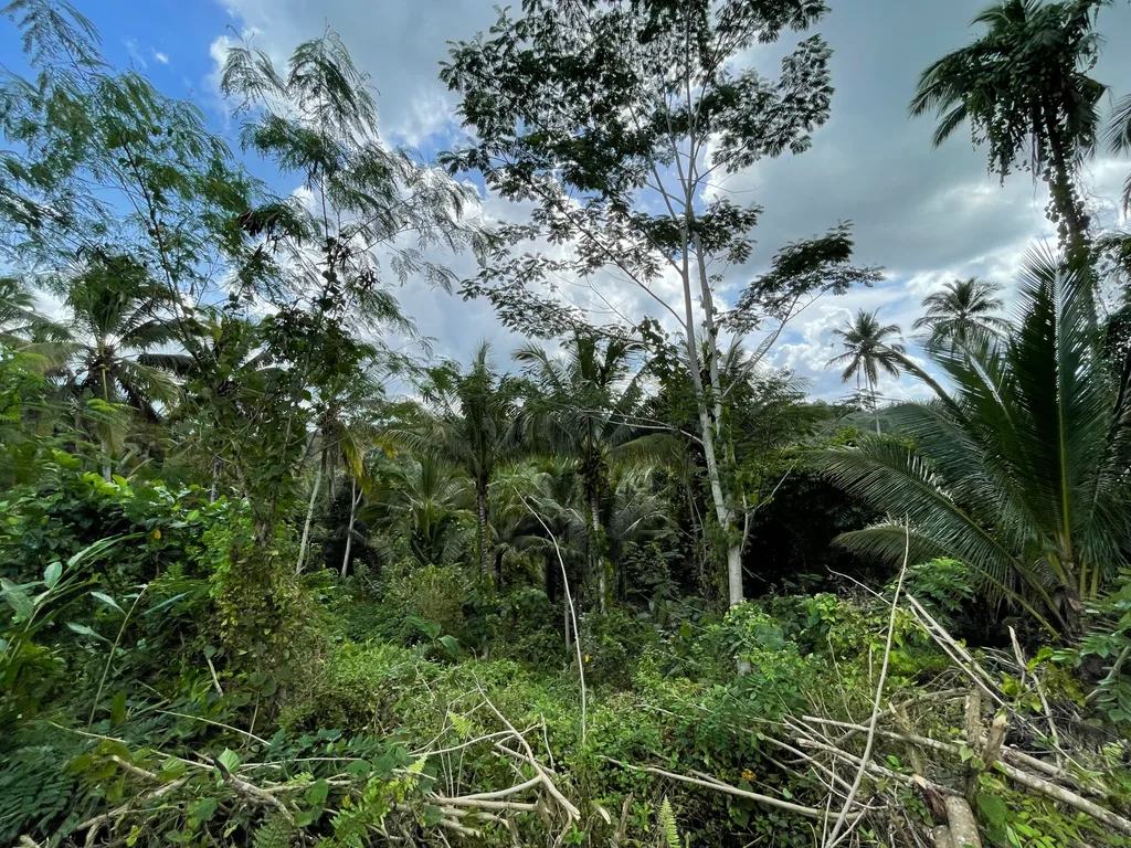 3,300 sqm Jungle View Land in Selemadeg, Tabanan for Sale — photo 5