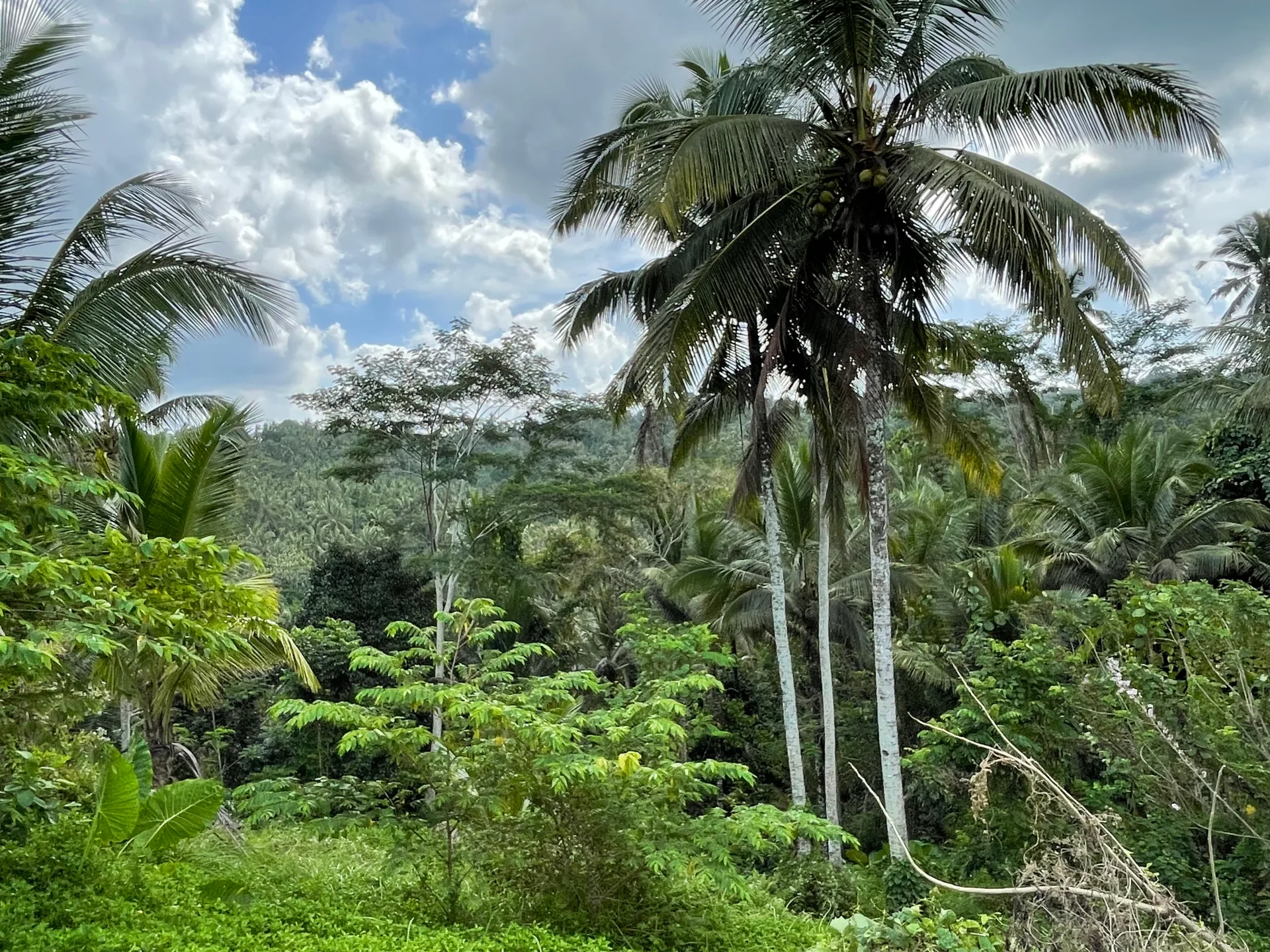 3,300 sqm Jungle View Land in Selemadeg, Tabanan for Sale