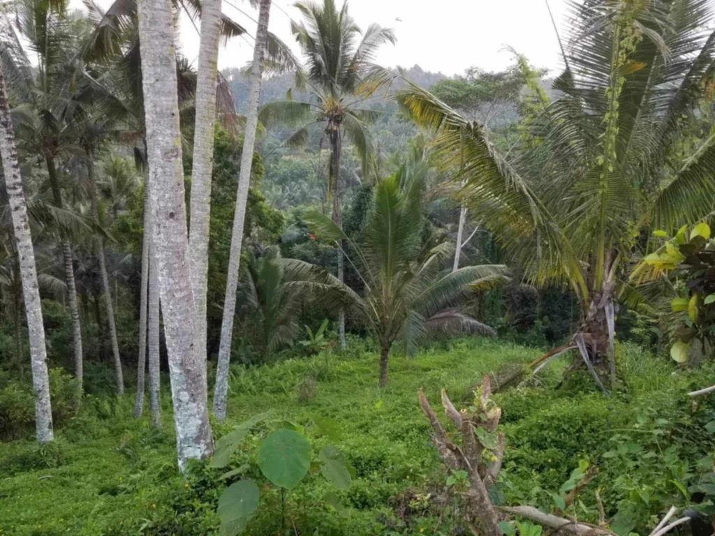 3,300 sqm Jungle View Land in Selemadeg, Tabanan for Sale — photo 2