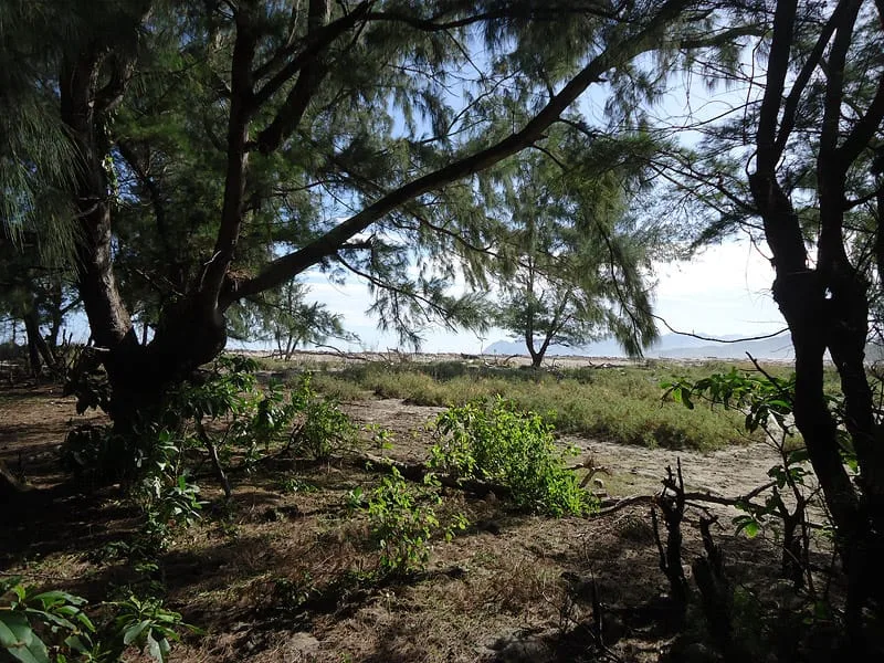 1 Hectare of Land for Sale in East Sumba — photo 5