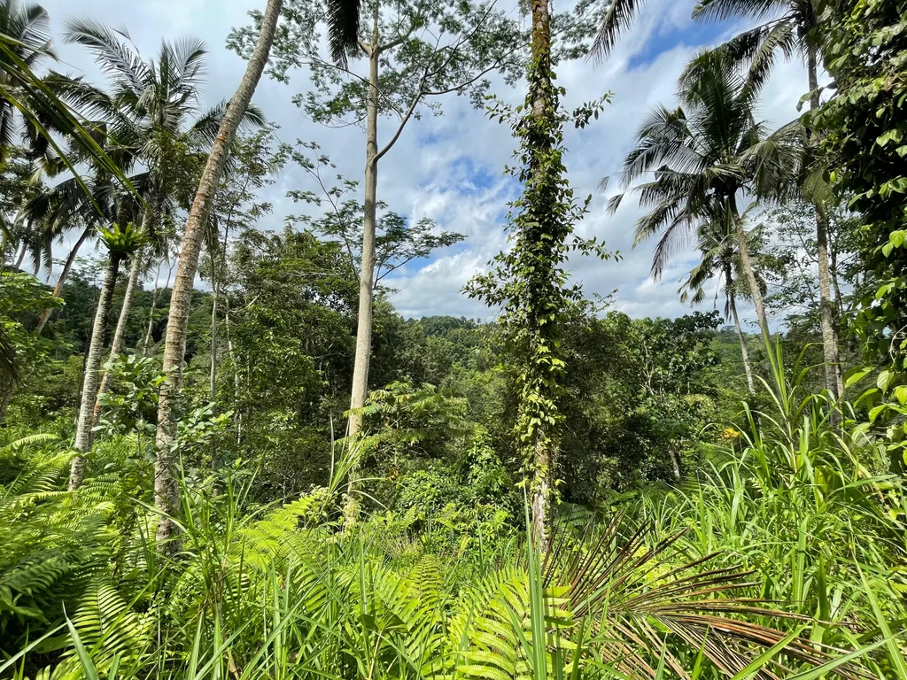 Expansive 13 Hectares of Land with Jungle, River, and Waterfall Views in Tegalalang, Ubud — photo 4