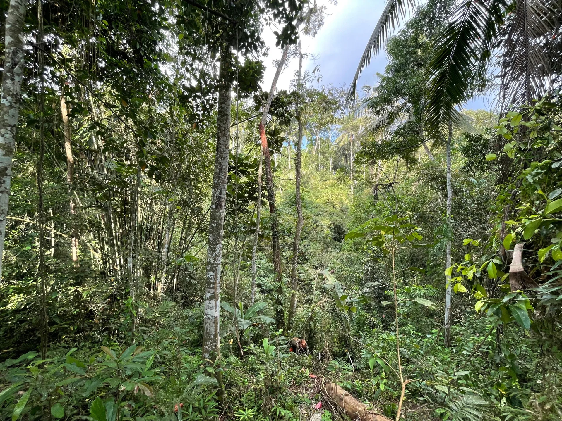 30 Are Leasehold Land in Ubud with Jungle and River Views for Sale
