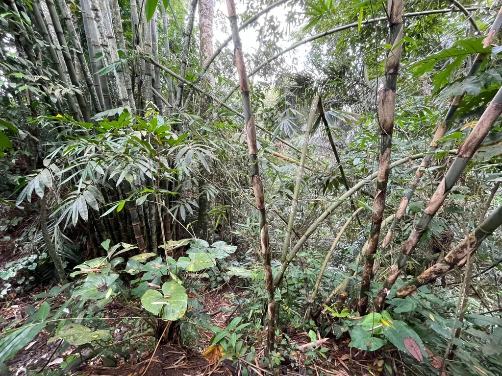 Pink-Zone Leasehold Land in Ubud for Sale — photo 2