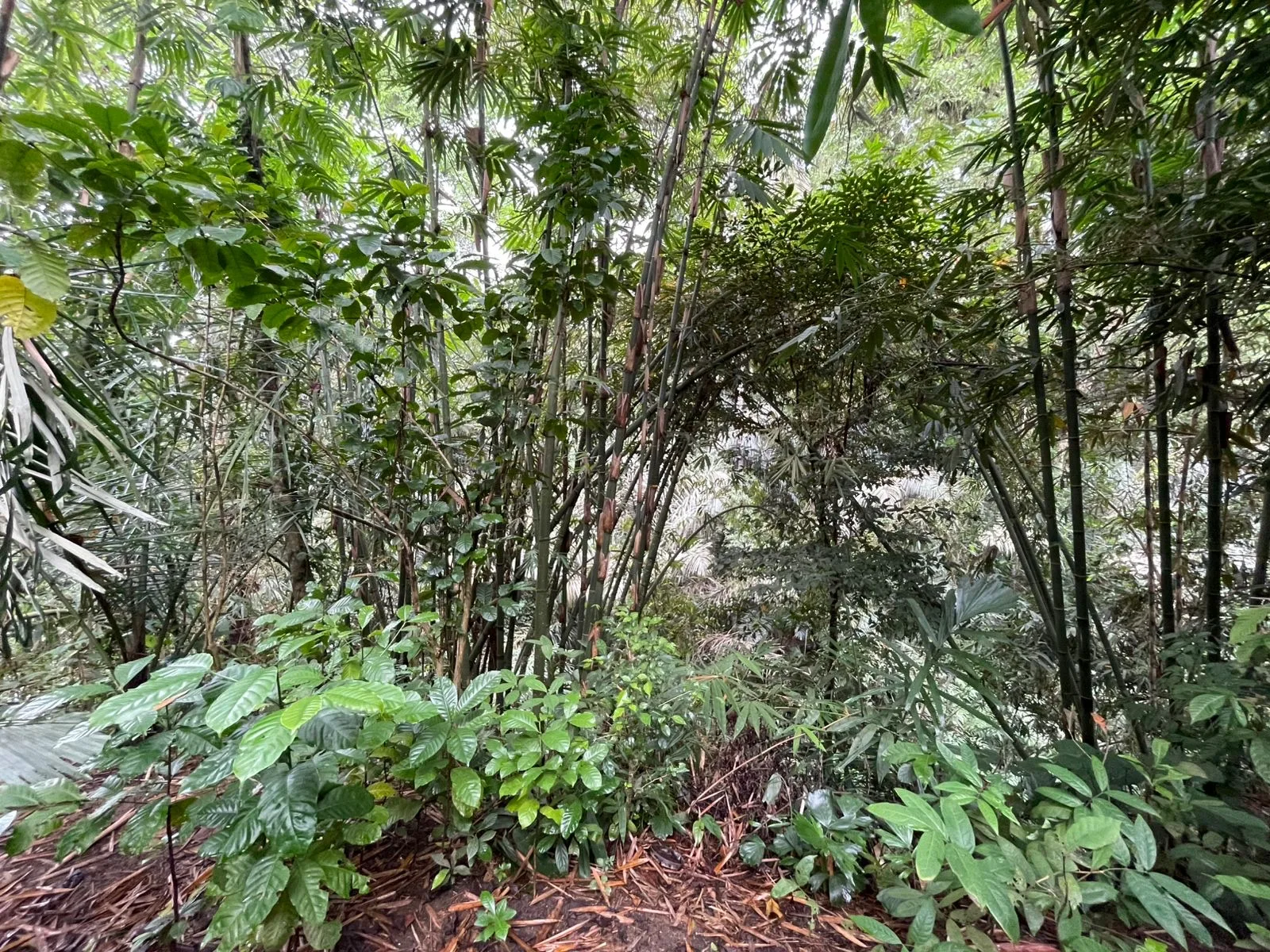 Pink-Zone Leasehold Land in Ubud for Sale