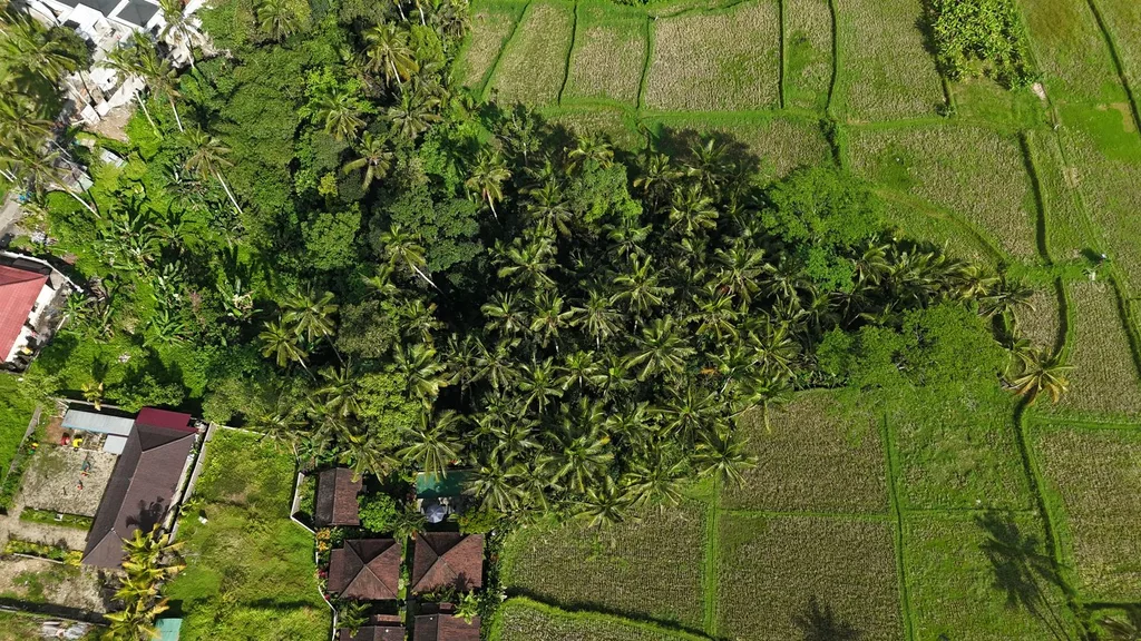 Brown Zone Land for Sale with Expansive Jungle & Rice Field Views — photo 4