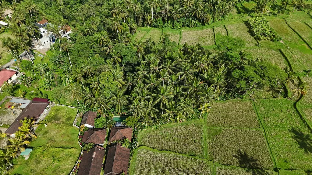 Brown Zone Land for Sale with Expansive Jungle & Rice Field Views — photo 3