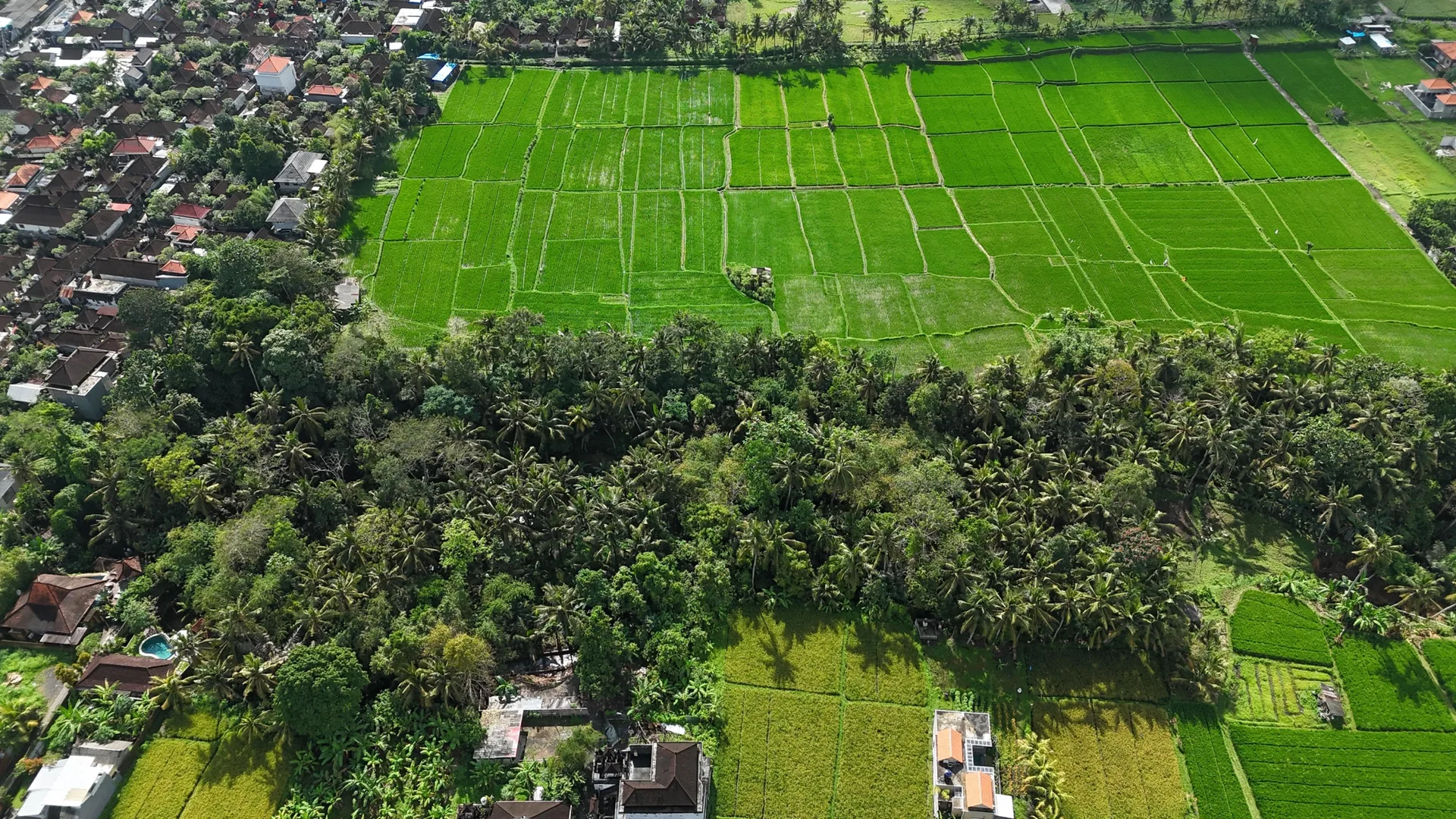 Scenic Pink Zone Land for Leasehold in Ubud