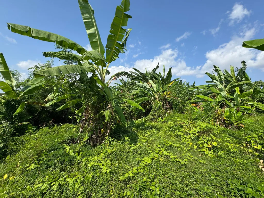 Freehold 14 Are Yellow Zone Land in Canggu for Sale — photo 2
