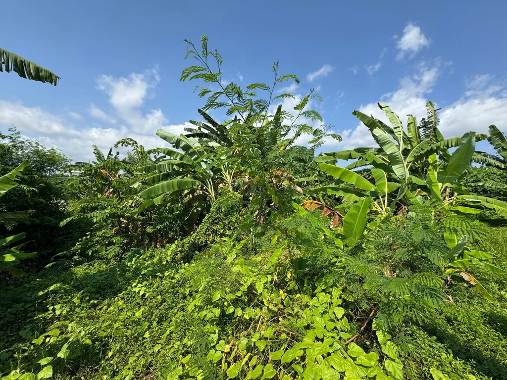 Freehold 14 Are Yellow Zone Land in Canggu for Sale — photo 3