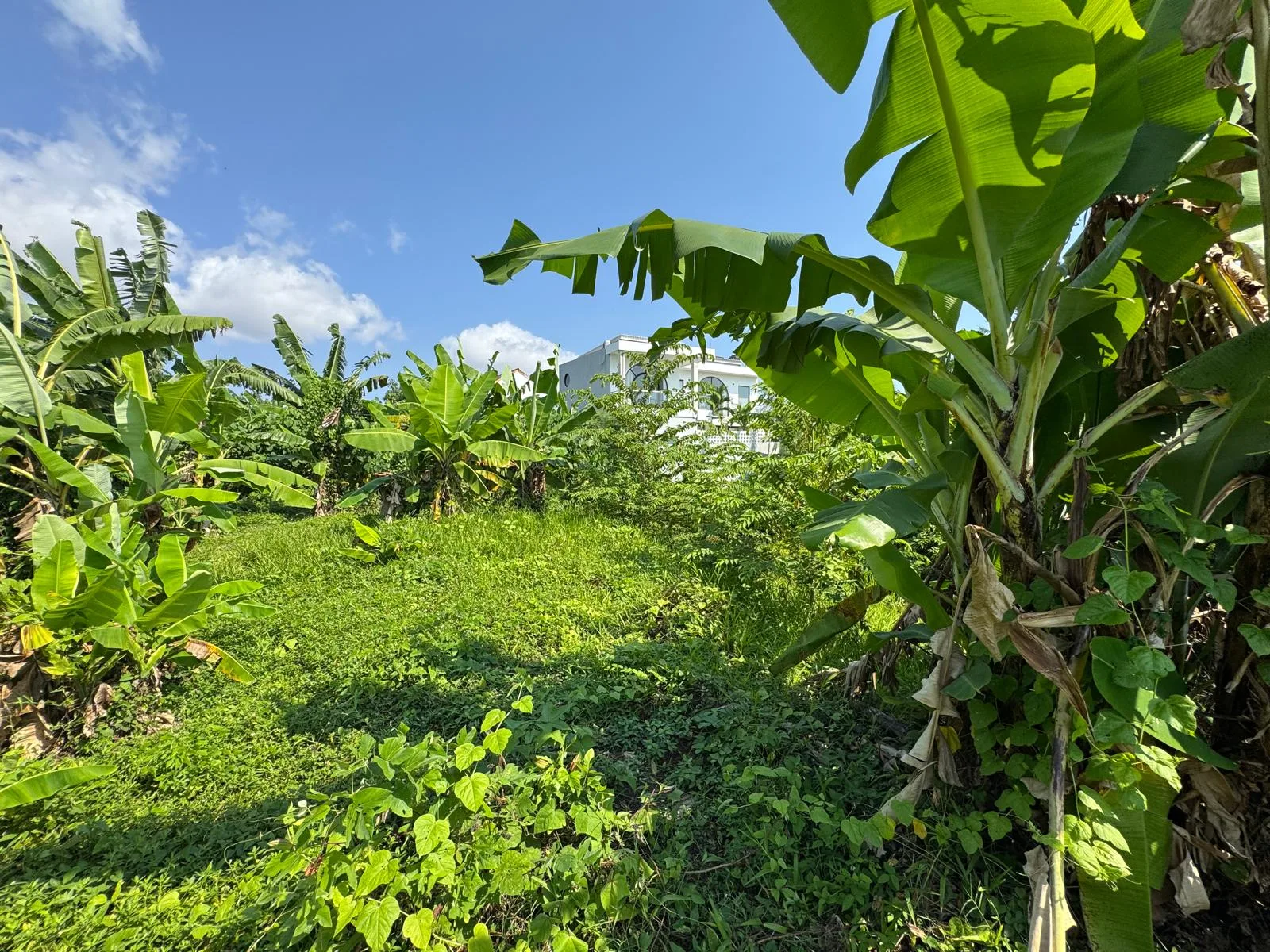 Freehold 14 Are Yellow Zone Land in Canggu for Sale