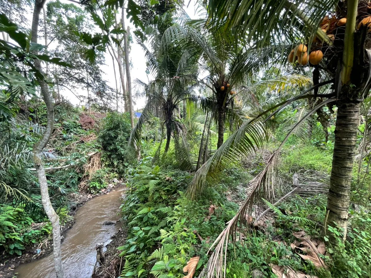 Yellow Zone Riverfront Land for Sale in Singakerta, Ubud
