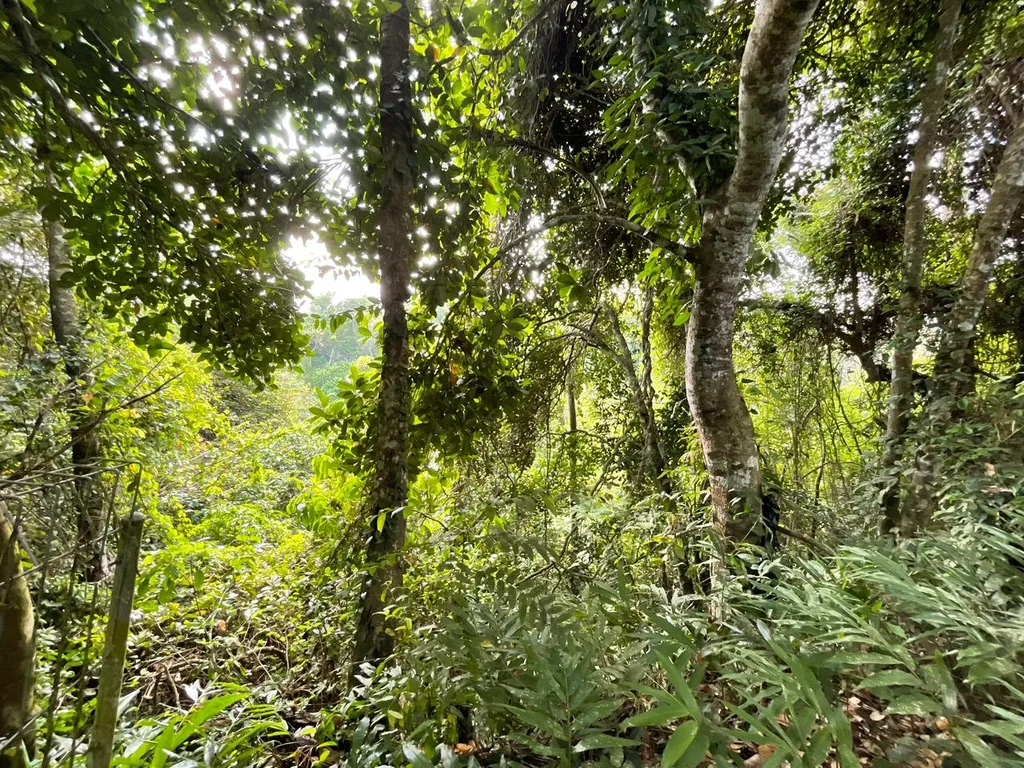 Cliffside Leasehold Land with Jungle Valley Views in Ubud — photo 4