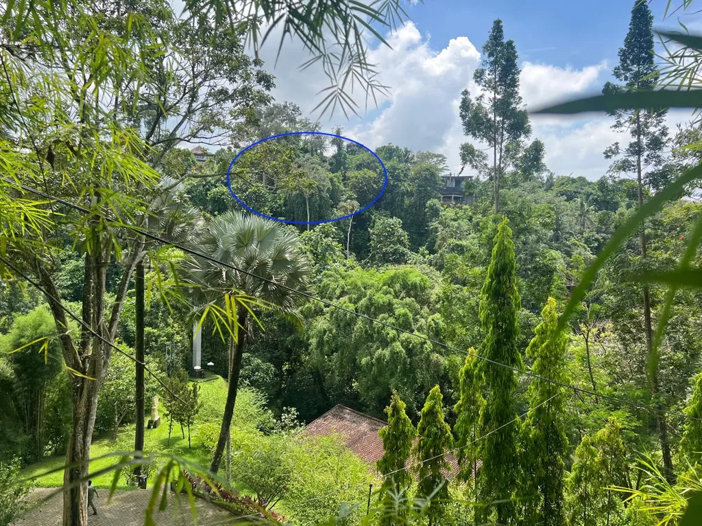 Cliffside Leasehold Land with Jungle Valley Views in Ubud — photo 2