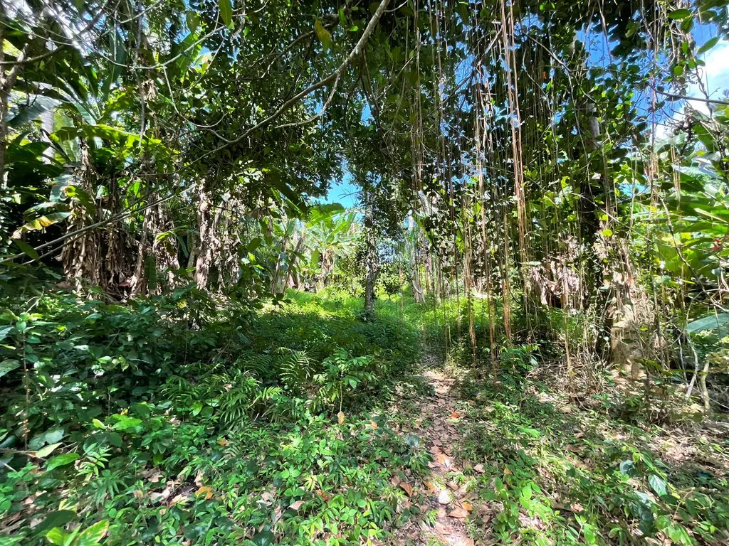 Cliffside Leasehold Land with Jungle Valley Views in Ubud — photo 5