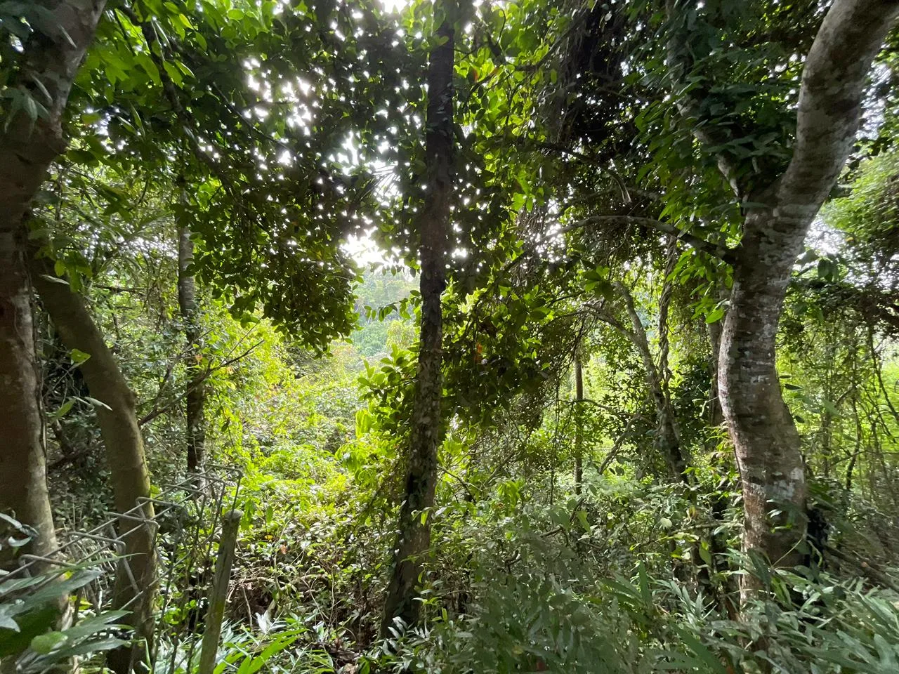 Cliffside Leasehold Land with Jungle Valley Views in Ubud