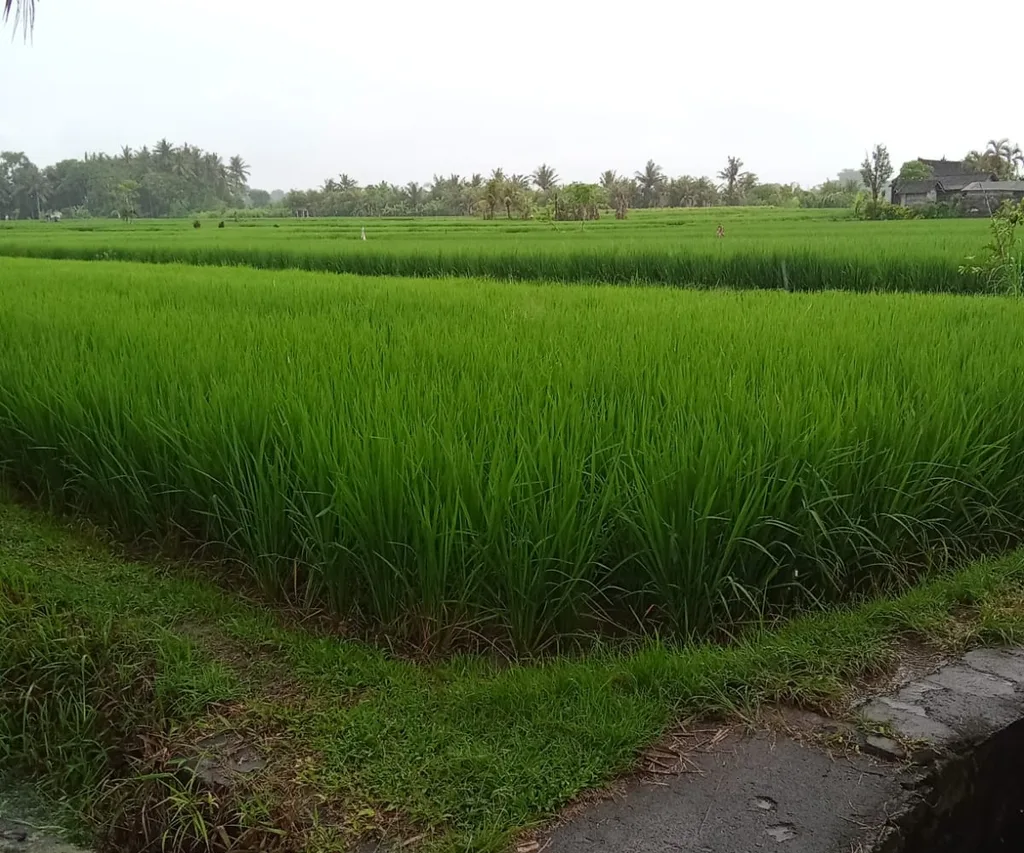 10 Are Residential Land for Lease in Batuan, Gianyar — photo 4