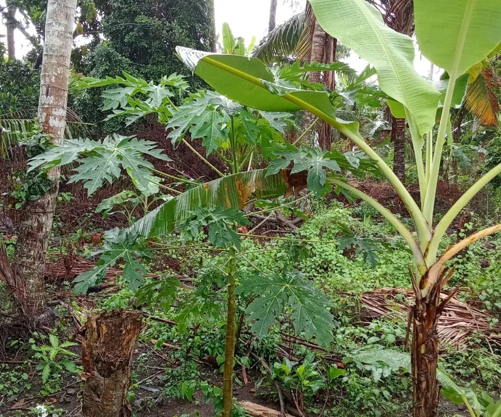 10 Are Residential Land for Lease in Batuan, Gianyar — photo 2